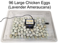 Load image into Gallery viewer, Rite Farm Products PRO Hatcher Incubator for Egg Tray Transfer from Cabinet Incubators