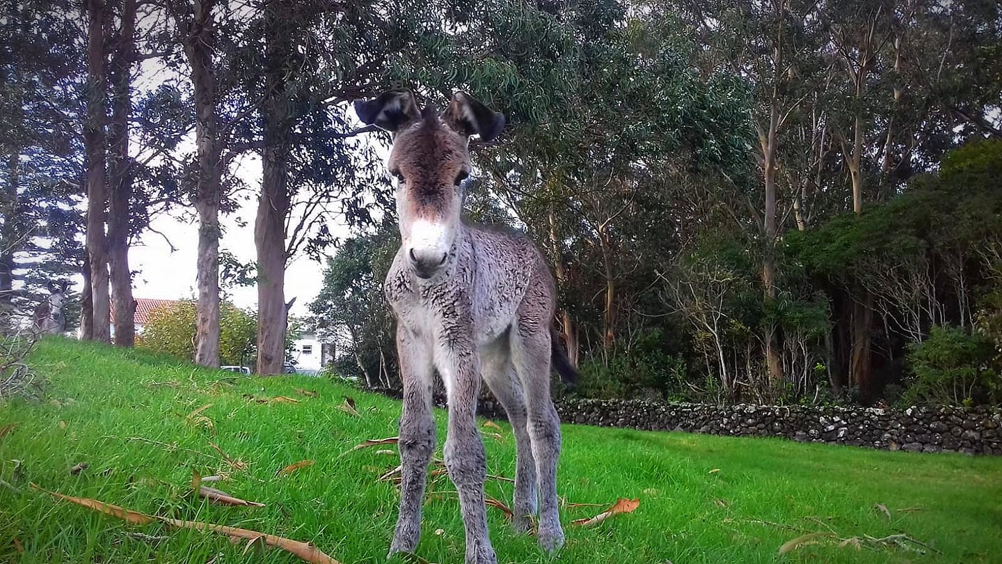 Back in Stock! Freeze Dried Donkey Milk (Wheat and Tree Nut Free)