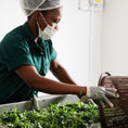 Cargar la imagen en la vista de la galería, Organic Moringa Powder