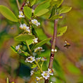 Load image into Gallery viewer, Our Best All-Natural Pure Raw Gallberry Honey