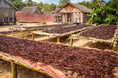 Cargar la imagen en la vista de la galería, Hawaiian Grade A Vanilla Beans - Proudly Grown in the USA