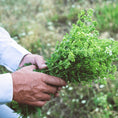 Cargar la imagen en la vista de la galería, Greek Oregano (Ikaria Blue Zone)