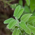Cargar la imagen en la vista de la galería, Greek Sage (Ikaria, Blue Zone)