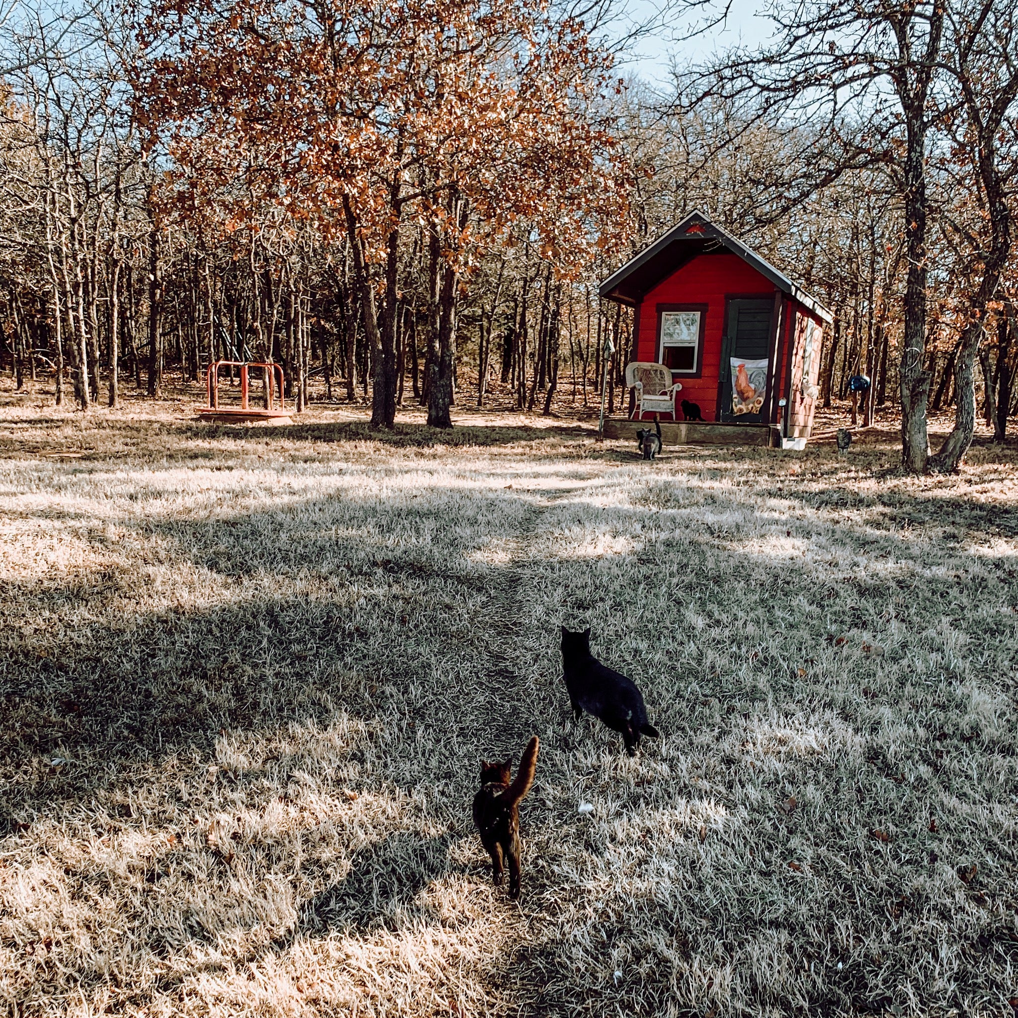 donkey milk brain pathways
