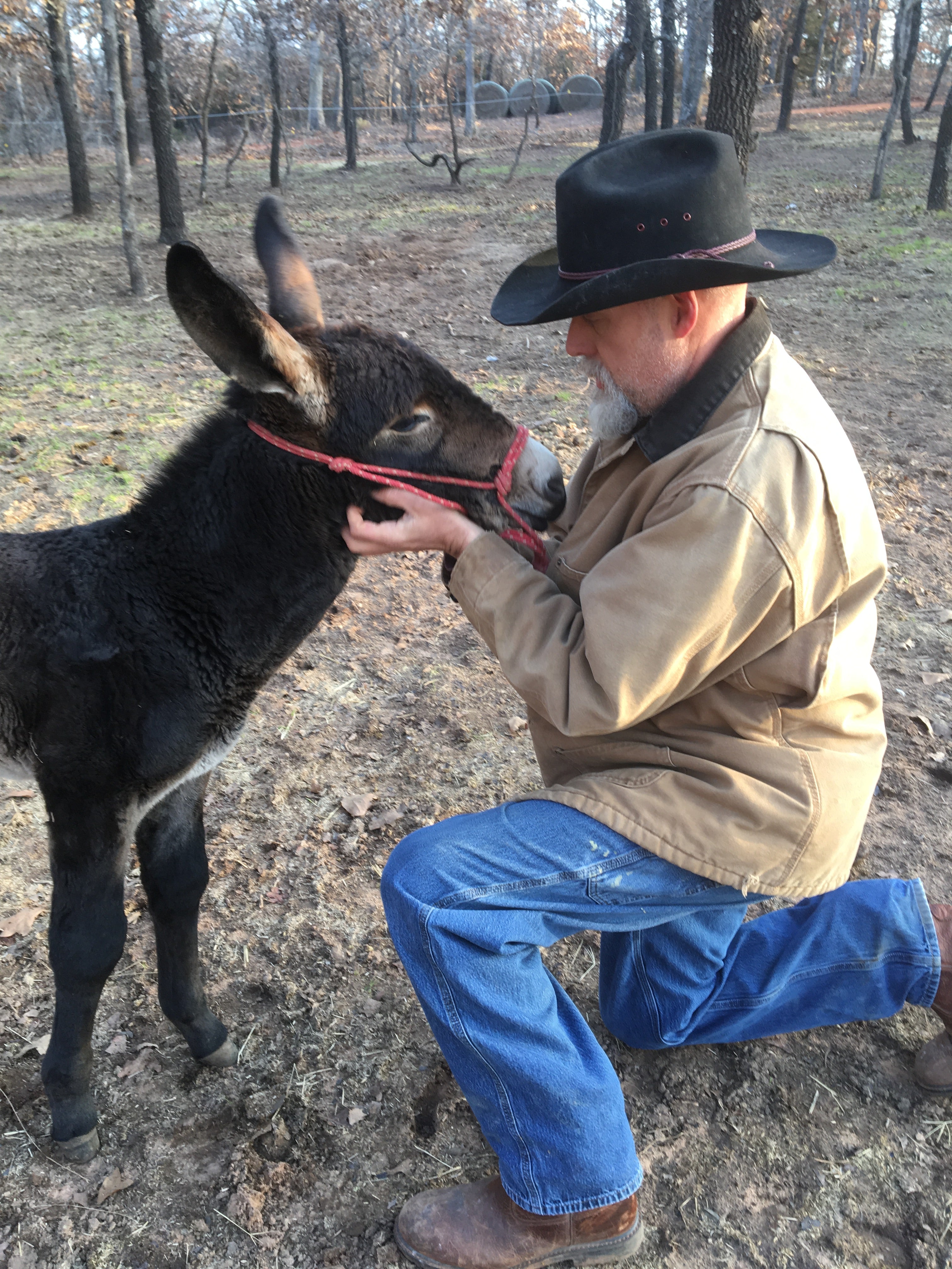 Foolish Builders. Nagging Wives. Crocodiles. And Stallone.