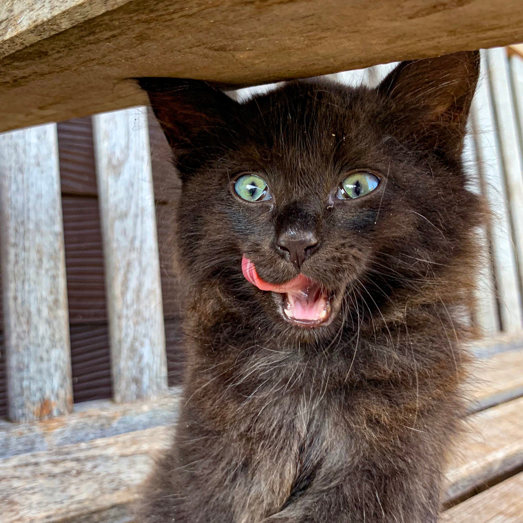 The post where I solve the world's tick and Lyme disease problems