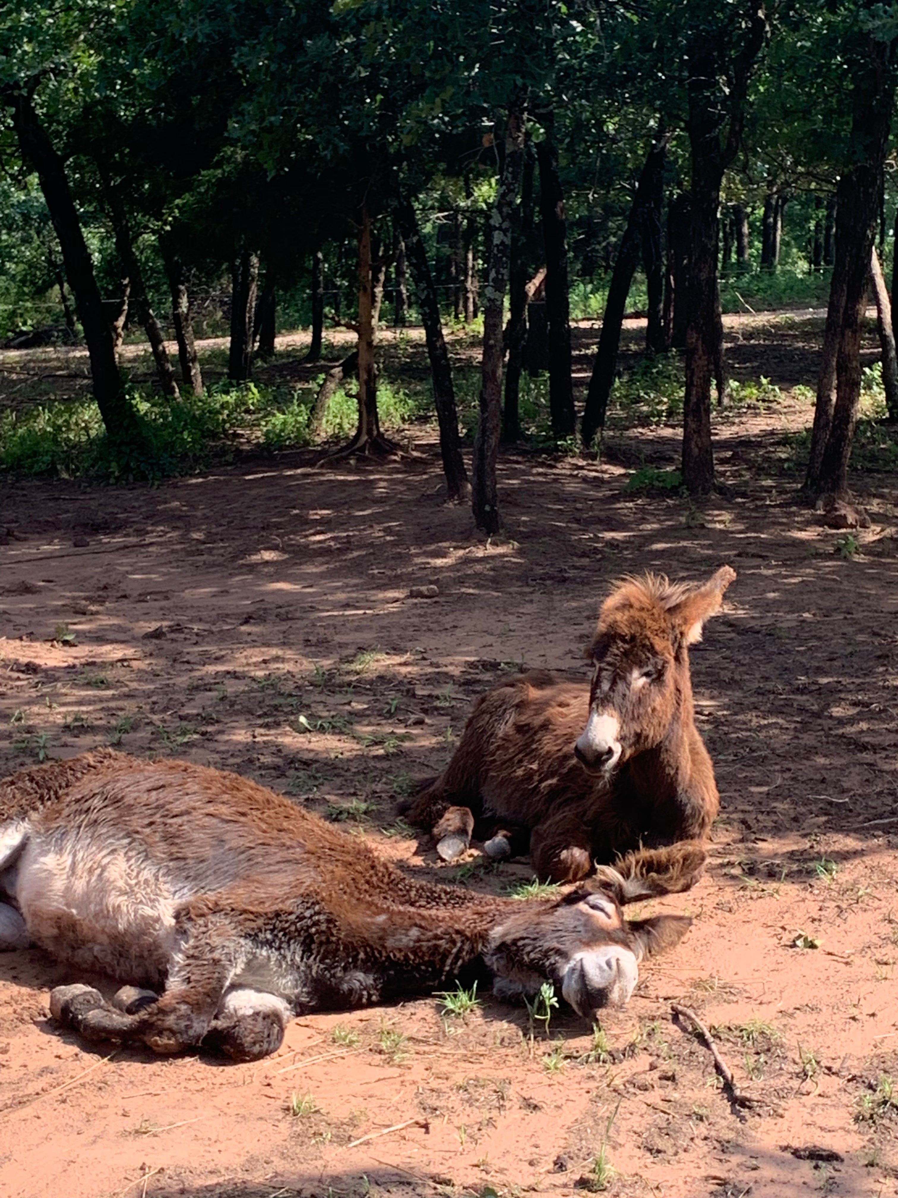 How not to milk a donkey