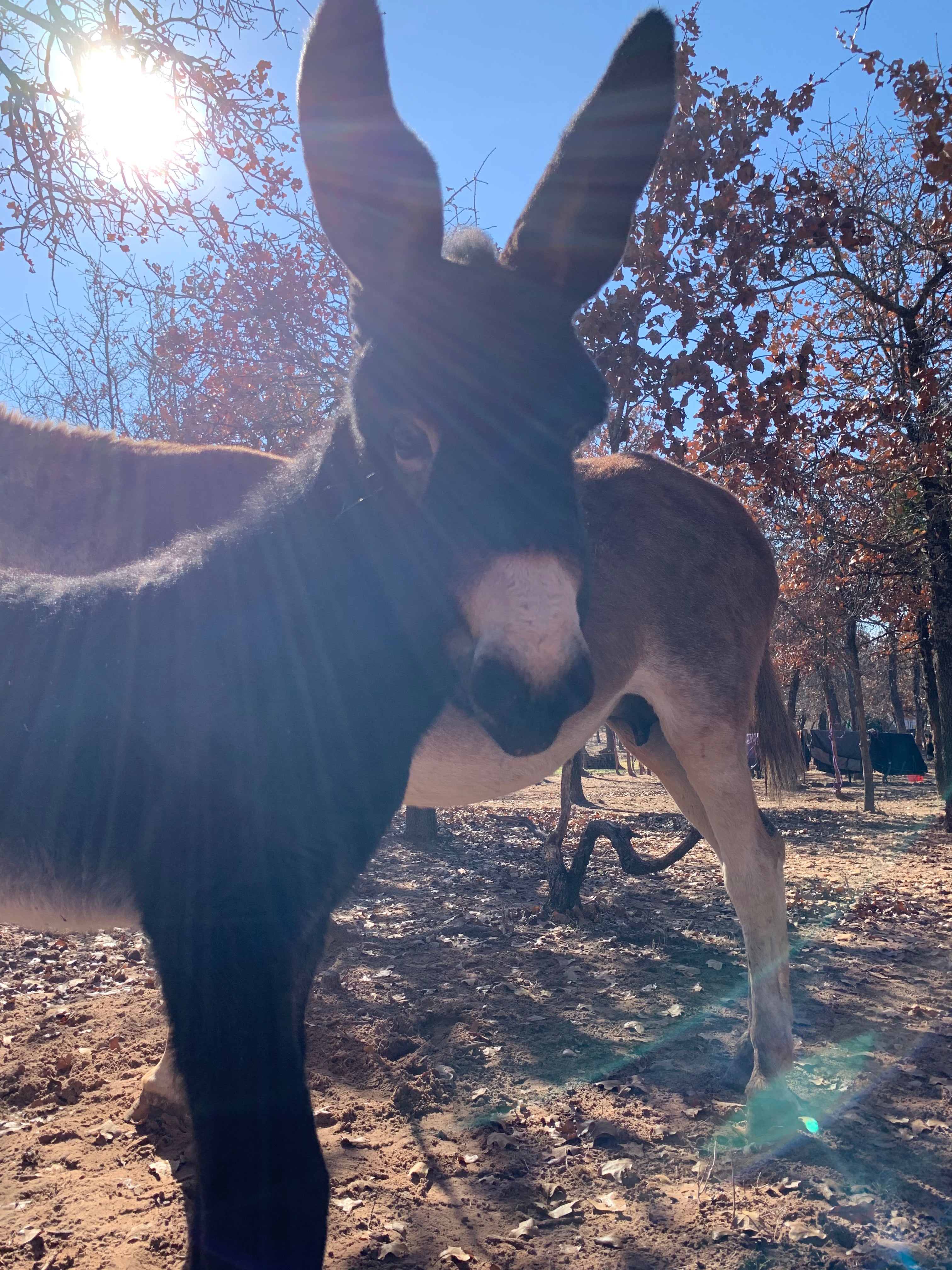 When a Neurologist recommends Donkey Milk for MS, it's a good day.