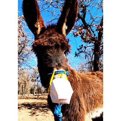 Flu survival tips from the Donkey Dairy