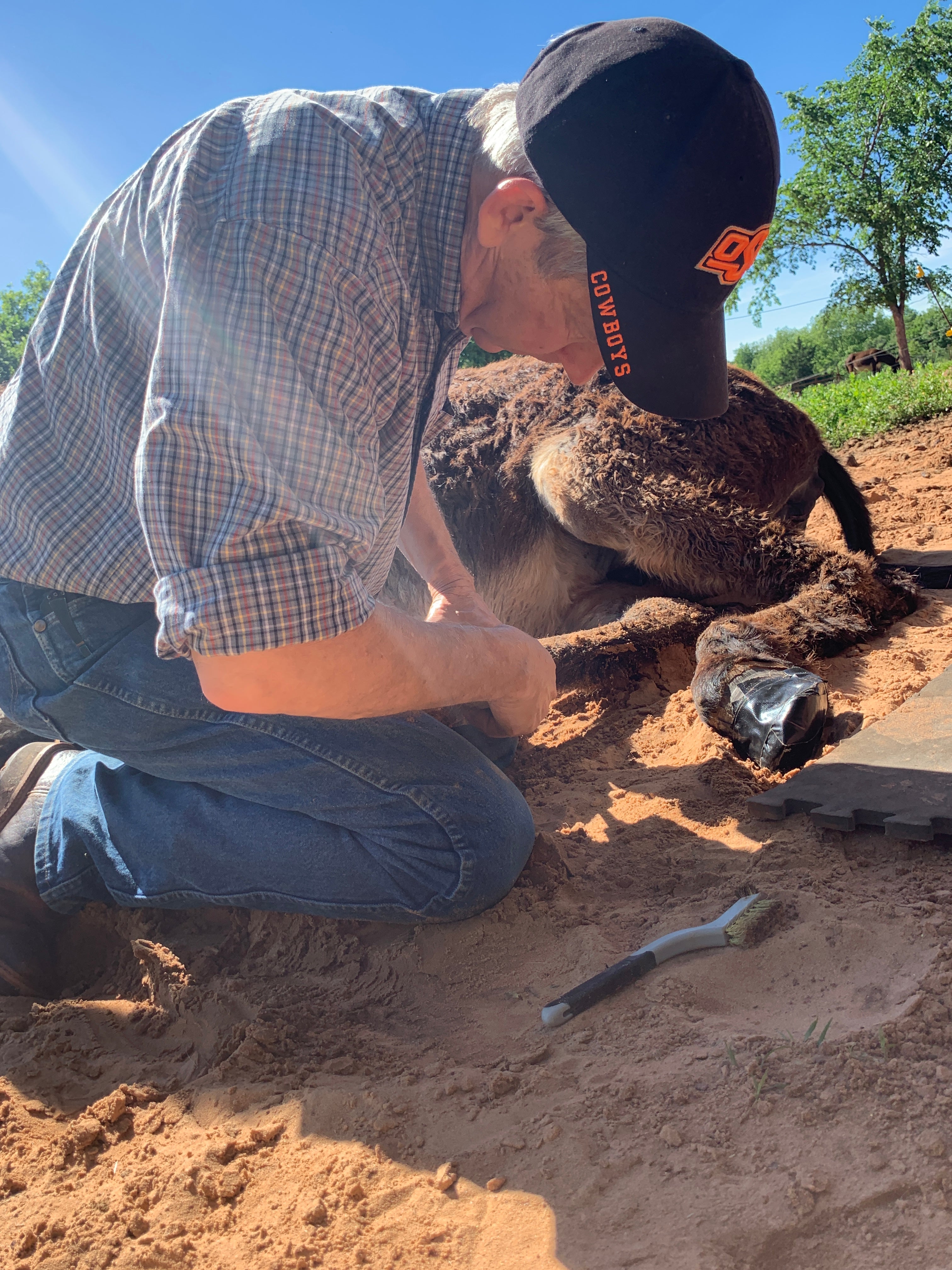 Laminitis on a Sunday afternoon