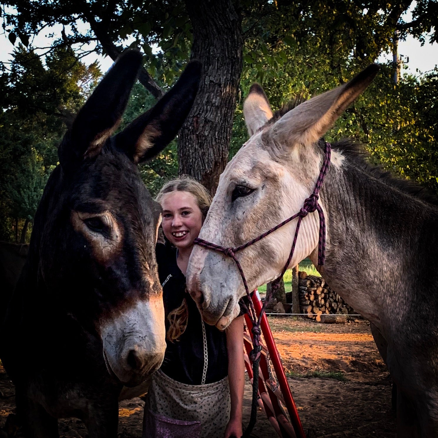 Juvenile Arthritis, EPM, Donkey Milk and Panic Attacks.
