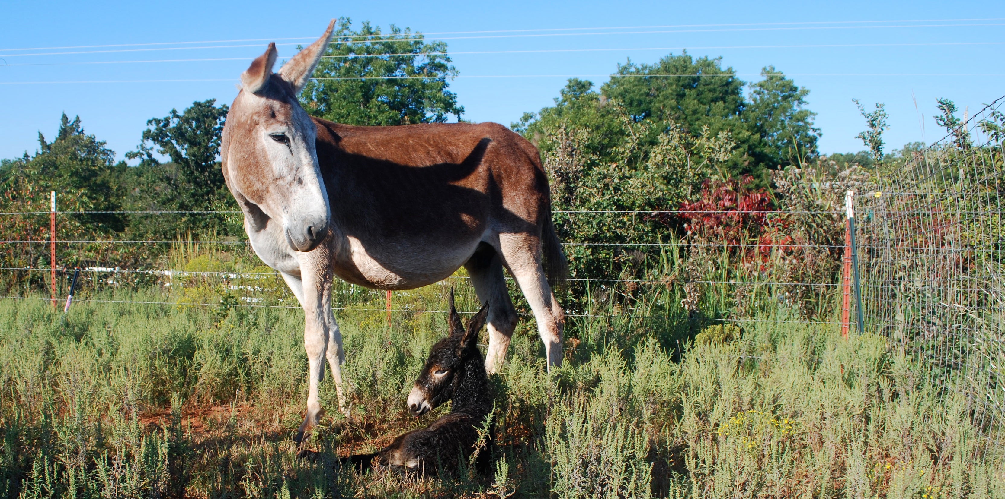 The Farming Crisis no one is talking about