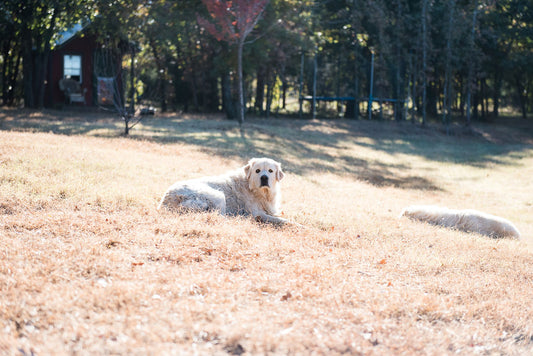 Goodbye to Millie