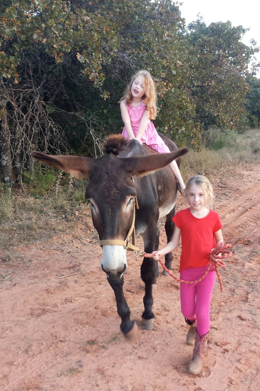 Girls leading Mammoth Donkey