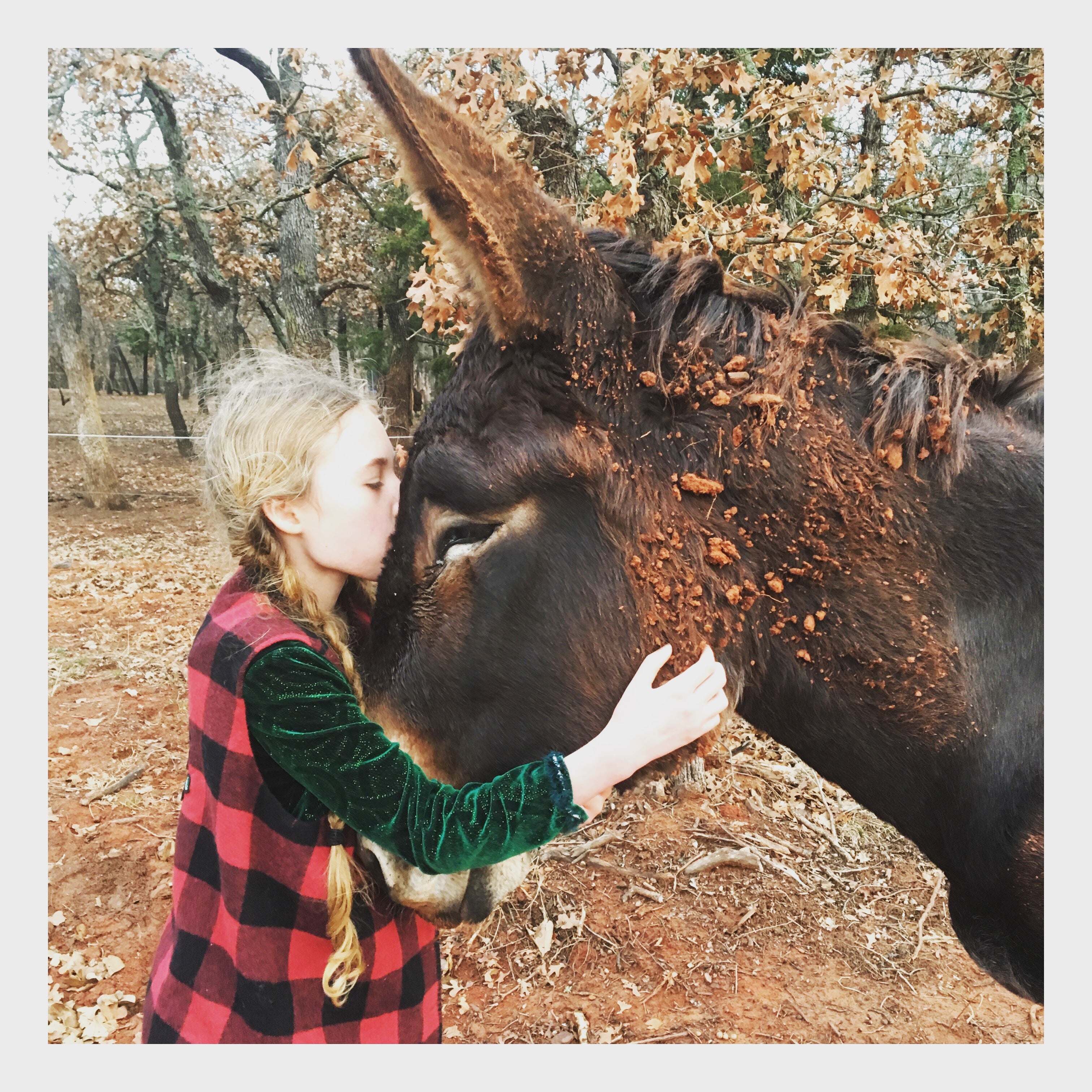 Donkey Milk and the Immune System