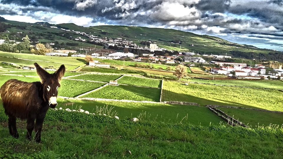 Donkey Milk and a little Boy's Coin Collection