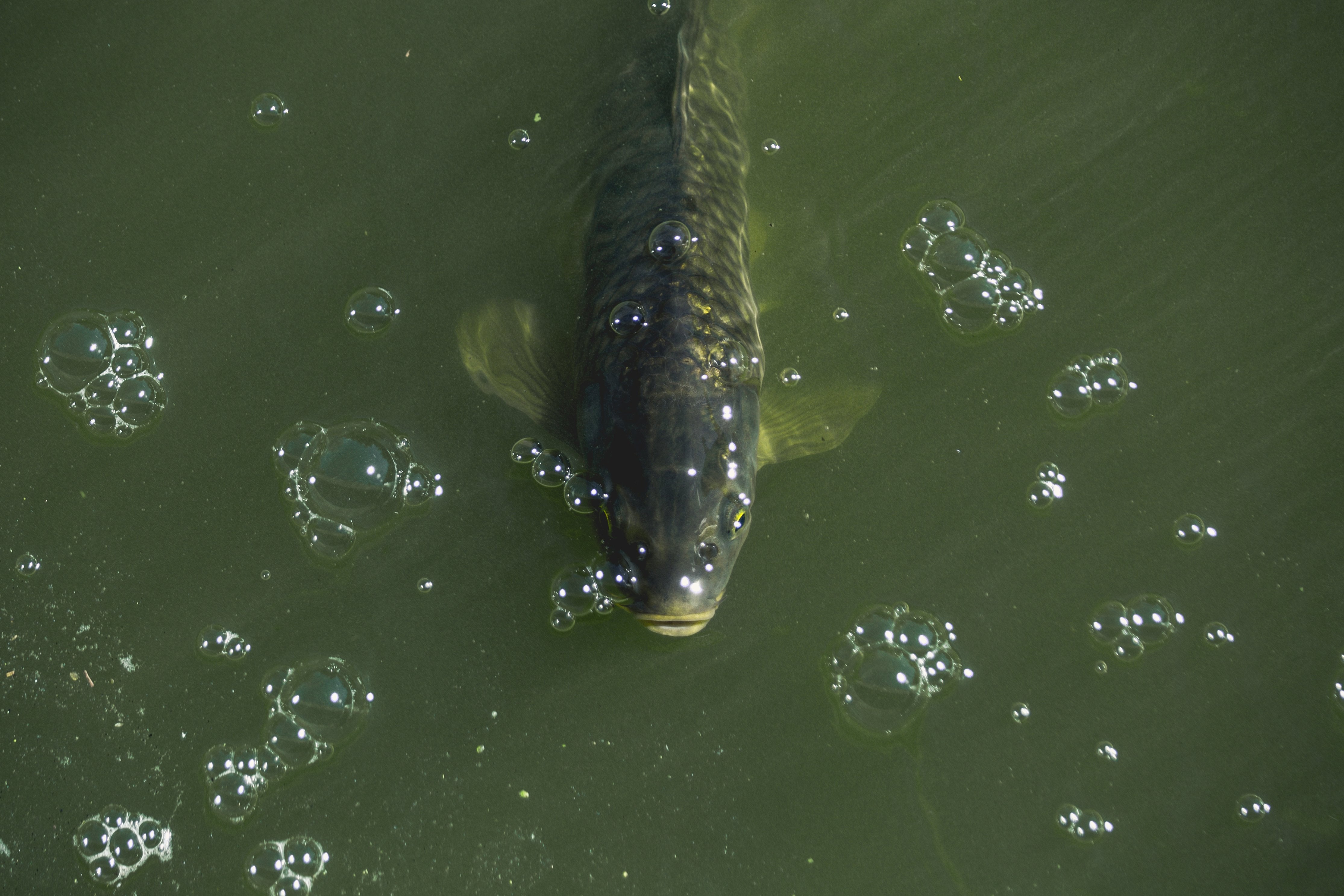 The ugly side of Fish Oil aka My Nemechek gut check
