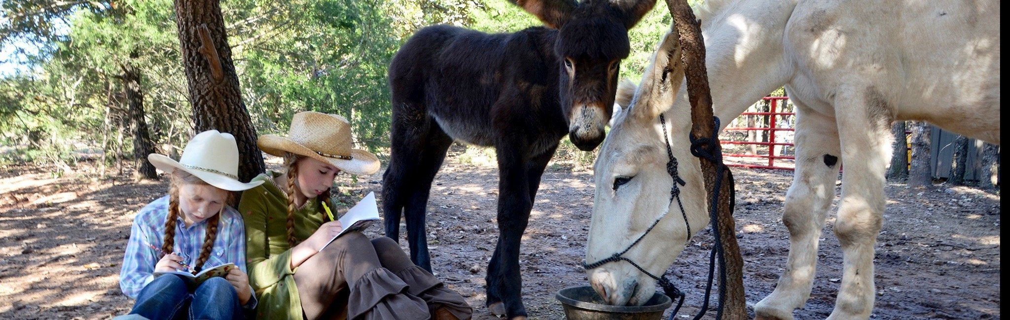 Donkey Milk