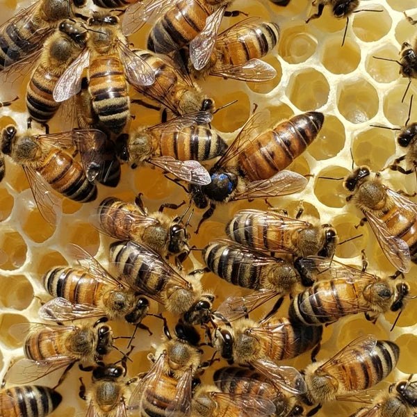 Alabama Honey, Chilton Bee