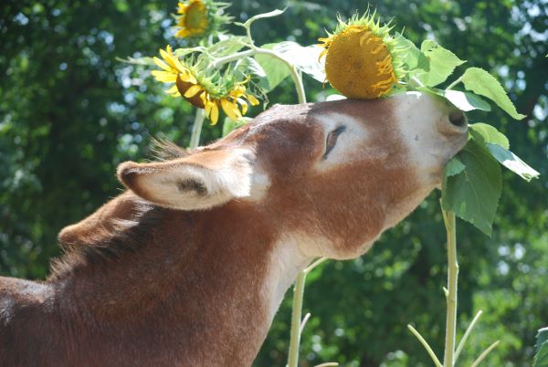 Equines