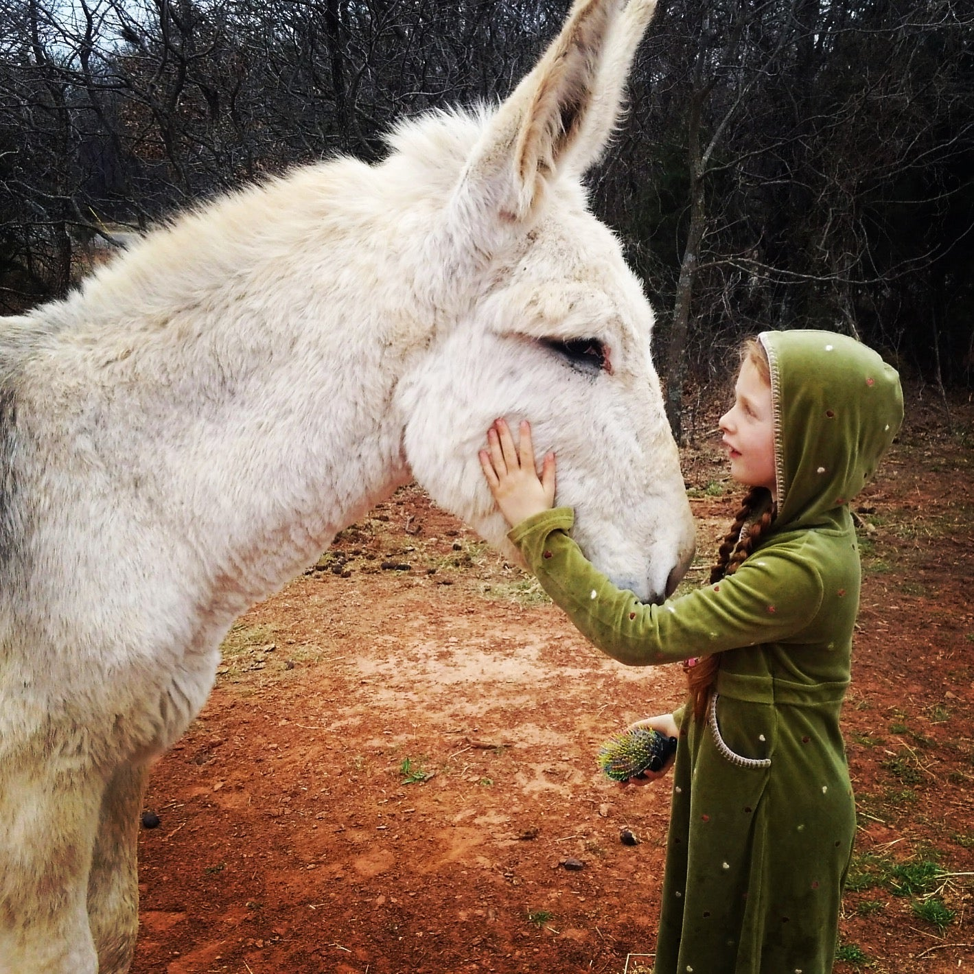 Animal Care