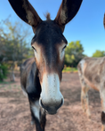 Load image into Gallery viewer, Buy Donkey Milk fresh from Oklahoma Donkey Dairy Dulce de Donke
