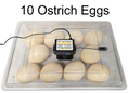Load image into Gallery viewer, Rite Farm Products PRO Hatcher Incubator for Egg Tray Transfer from Cabinet Incubators

