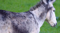Load image into Gallery viewer, Freeze Dried Donkey Milk (Wheat and Tree Nut Free)
