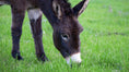 Load image into Gallery viewer, Freeze Dried Donkey Milk (Wheat and Tree Nut Free)
