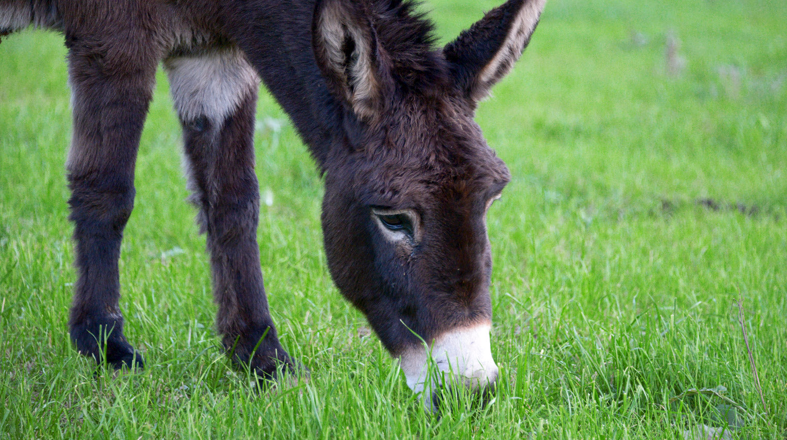 Freeze Dried Donkey Milk (Wheat and Tree Nut Free)