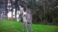 Load image into Gallery viewer, Freeze Dried Donkey Milk (Wheat and Tree Nut Free)
