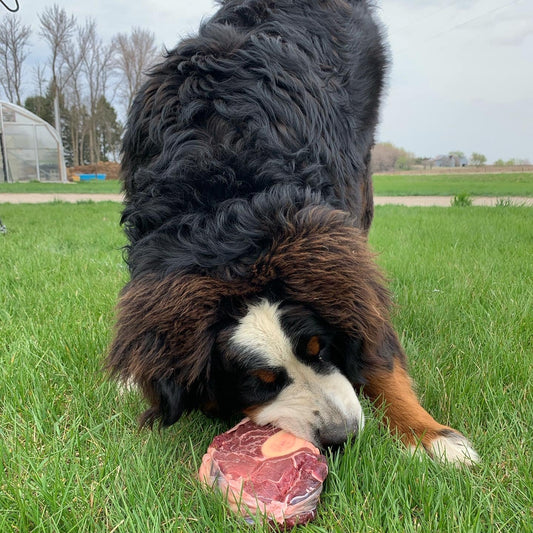 Grass Fed Dog Bone Box