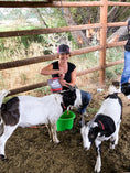 Load image into Gallery viewer, Goat Mineral
