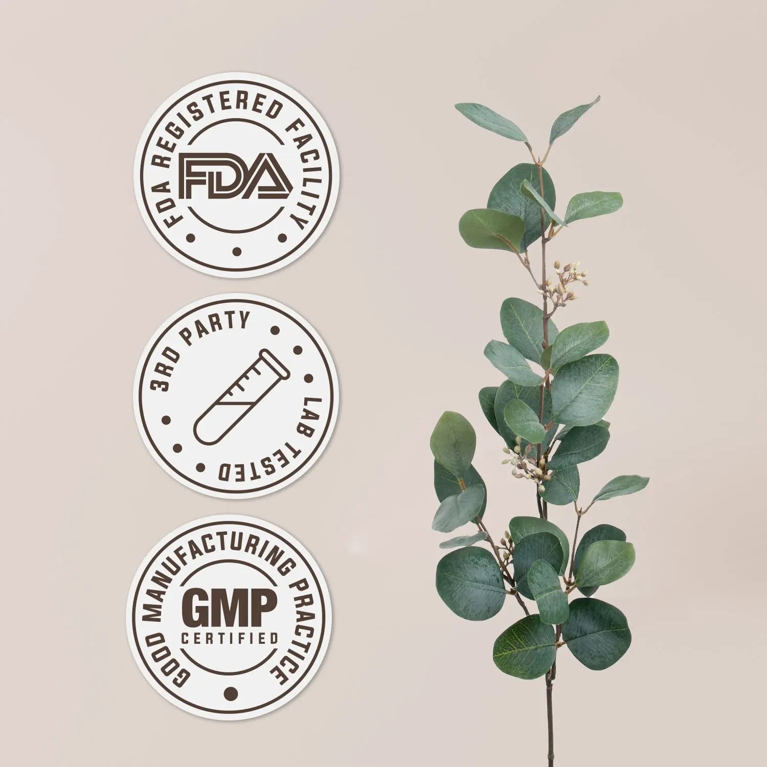 Black Cohosh Tincture