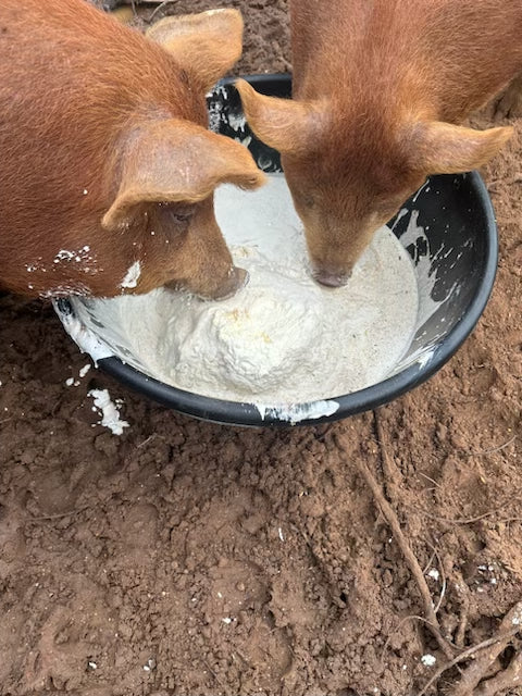 Forested Pork: Heritage Breed Tamworth Pigs Born and Raised on our Farm