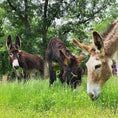 Load image into Gallery viewer, Raw Donkey Milk: Schedule pickup at Oklahoma Donkey Dairy
