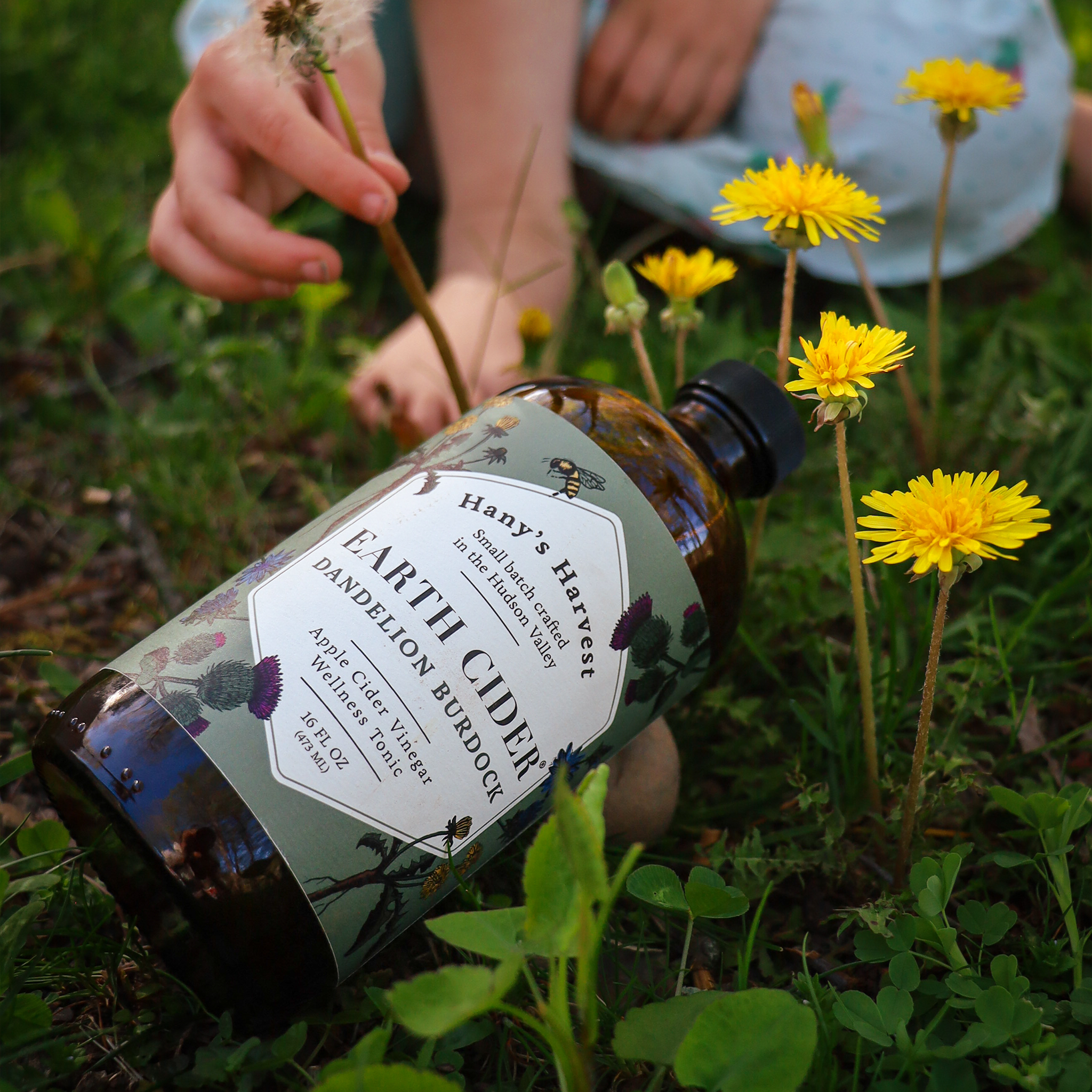 Dandelion Earth Cider