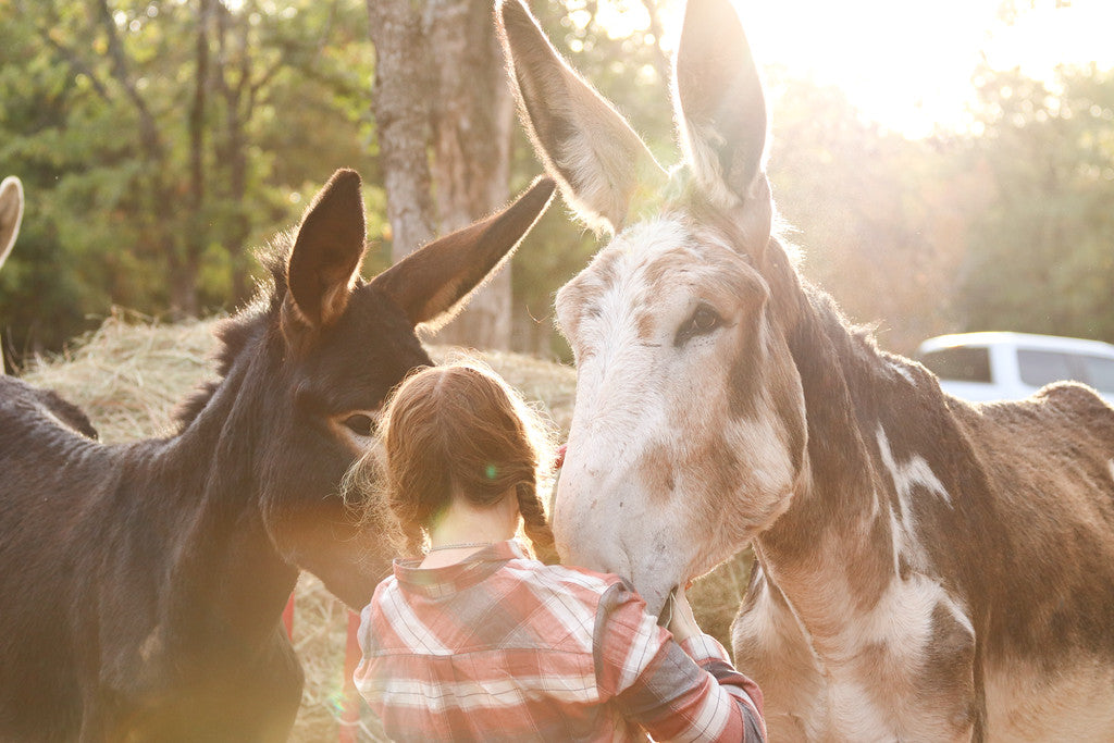 Milking Donkeys, Making Skincare, Making a Difference at The Oklahoma Donkey Dairy