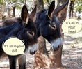 Load image into Gallery viewer, Raw Donkey Milk: Schedule pickup in Oklahoma

