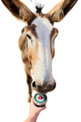 Load image into Gallery viewer, Back in Stock! All Natural Fly Repellent for Donkeys, Horses, Mules, Hinnies and Farm Animals 13 oz

