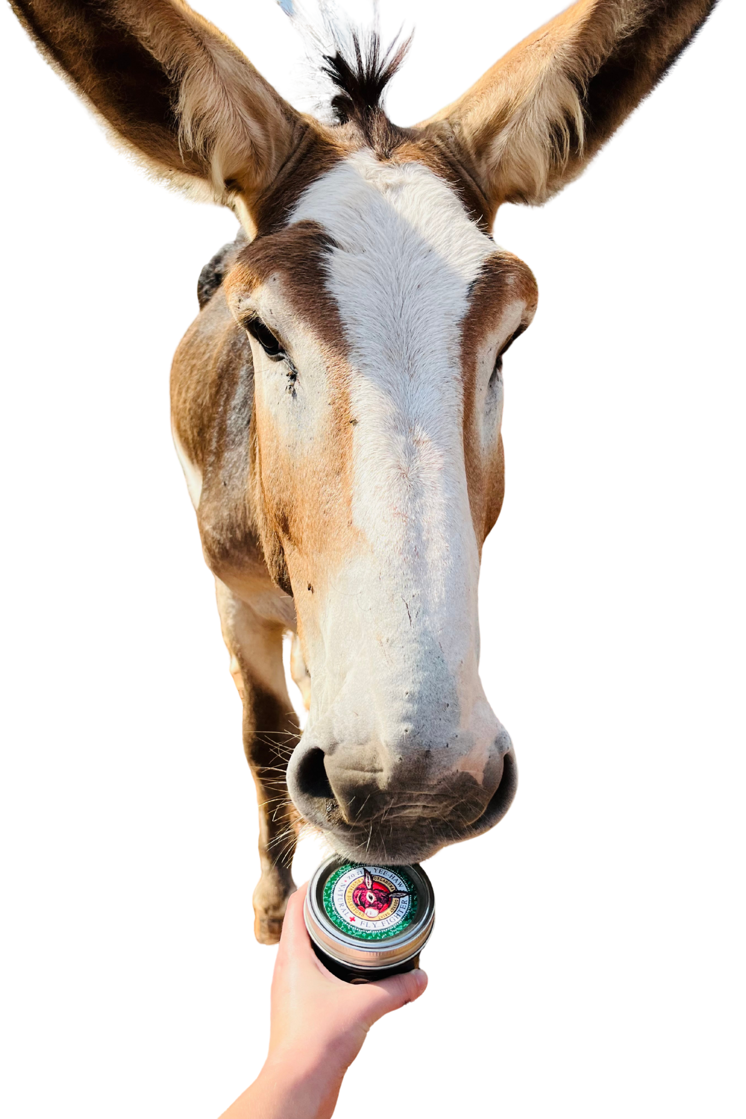 Back in Stock! All Natural Fly Repellent for Donkeys, Horses, Mules, Hinnies and Farm Animals 13 oz