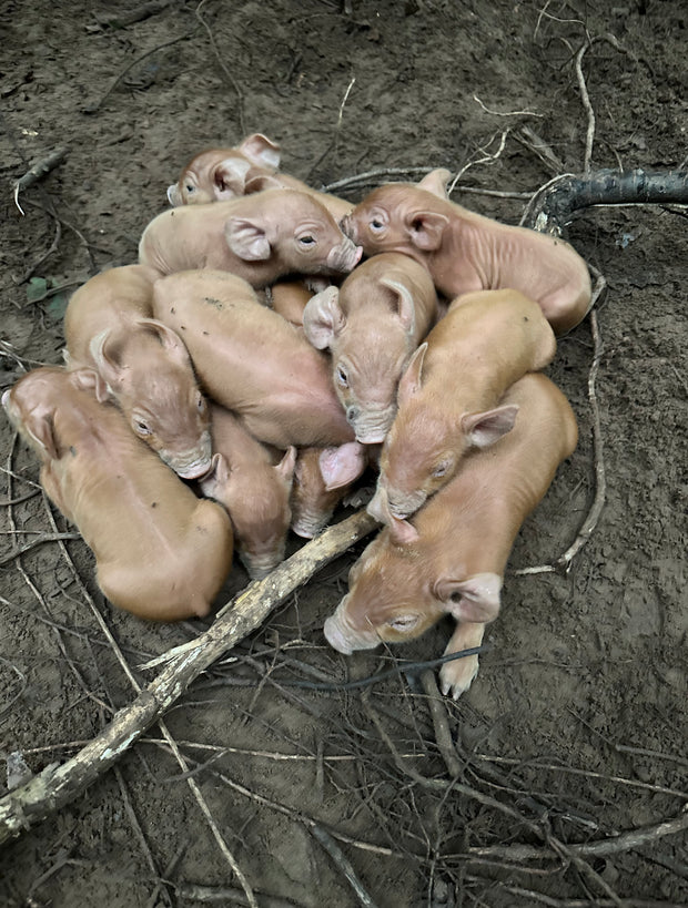 Forested Pork: Heritage Breed Tamworth Pigs Born and Raised on our Farm