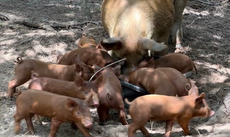 Cerdo criado en granjas: cerdos Tamworth de raza tradicional