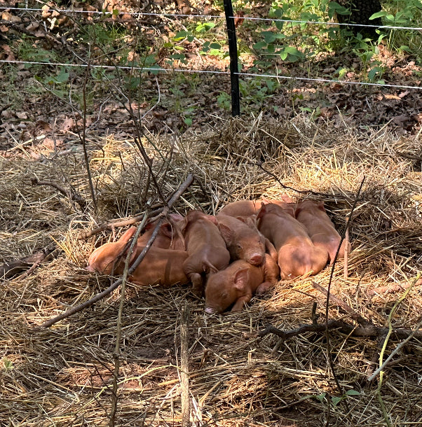 Forested Pork: Heritage Breed Tamworth Pigs Born and Raised on our Farm