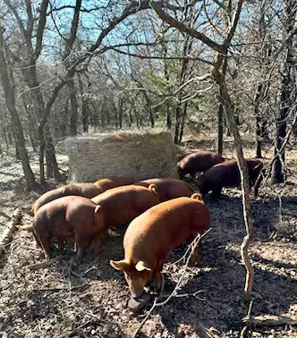 Cerdo criado en granjas: cerdos Tamworth de raza tradicional