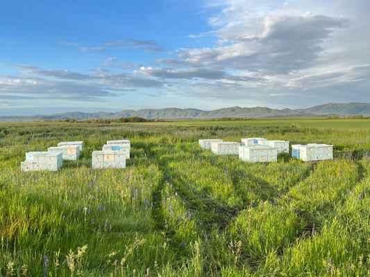 1/3 Gallon Raw Honey, Idaho McGuire's Apiary