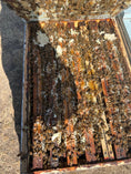 Cargar la imagen en la vista de la galería, 1 Gallon Raw Honey, Idaho McGuire's Apiary
