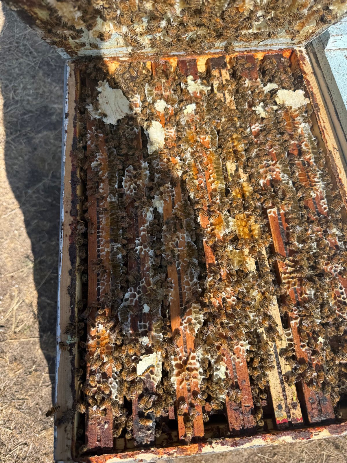 1 Gallon Raw Honey, Idaho McGuire's Apiary