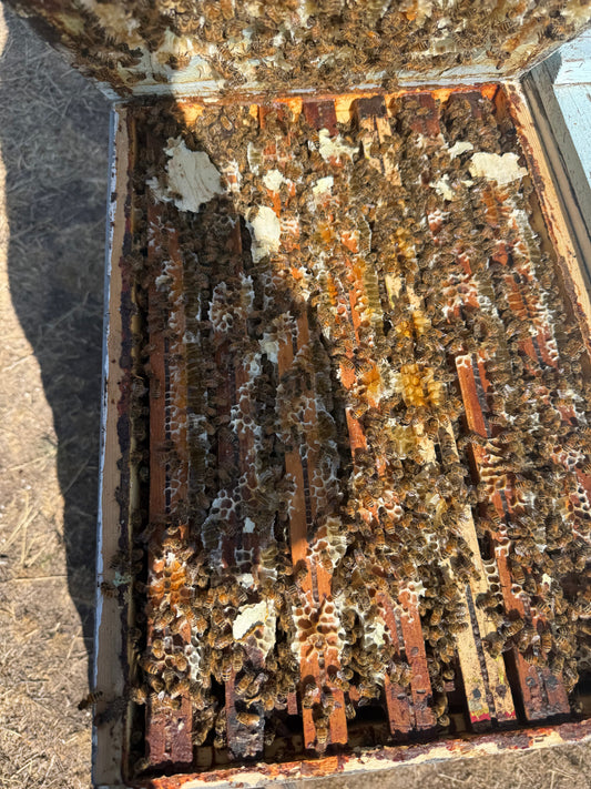 1lb  Pure Bees Wax, Idaho McGuire's Apiary