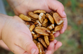 Cargar la imagen en la vista de la galería, Organic Pecans
